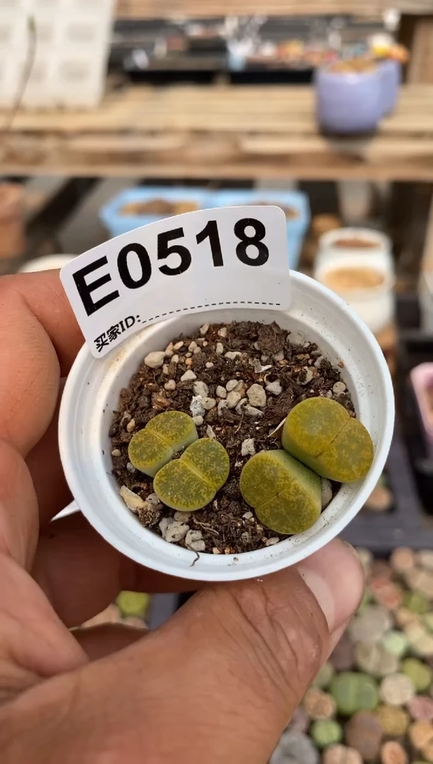 0518直播一物一拍