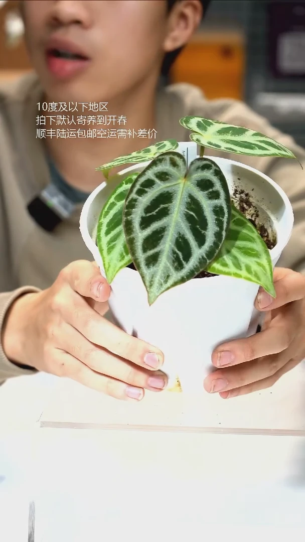 完全开放进口银王