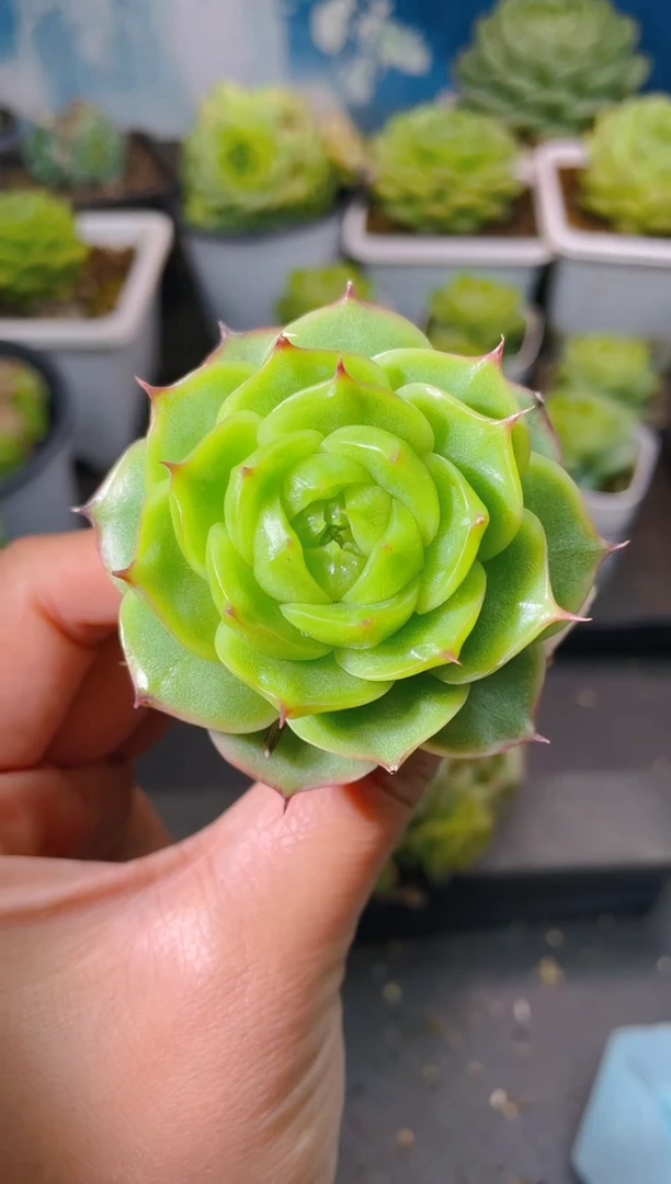 224玉玲珑量拍发一颗