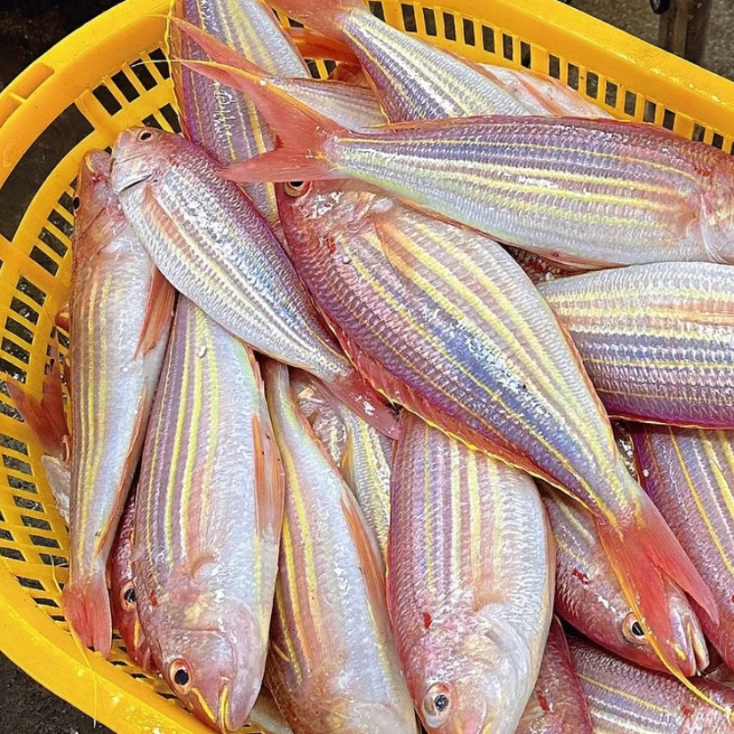 金线鱼灯光船中大号正宗金丝鱼海鲜（约4~5条/斤）