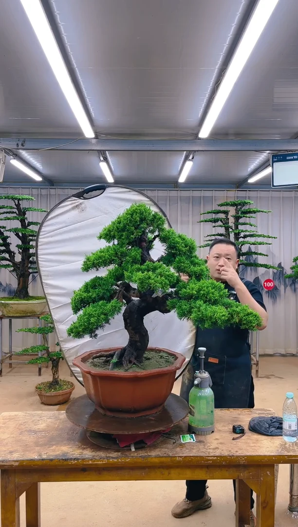 无花朵精品盆景  一物一拍