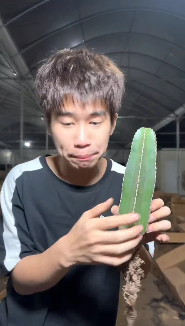 白云阁【带根】高15-20cm