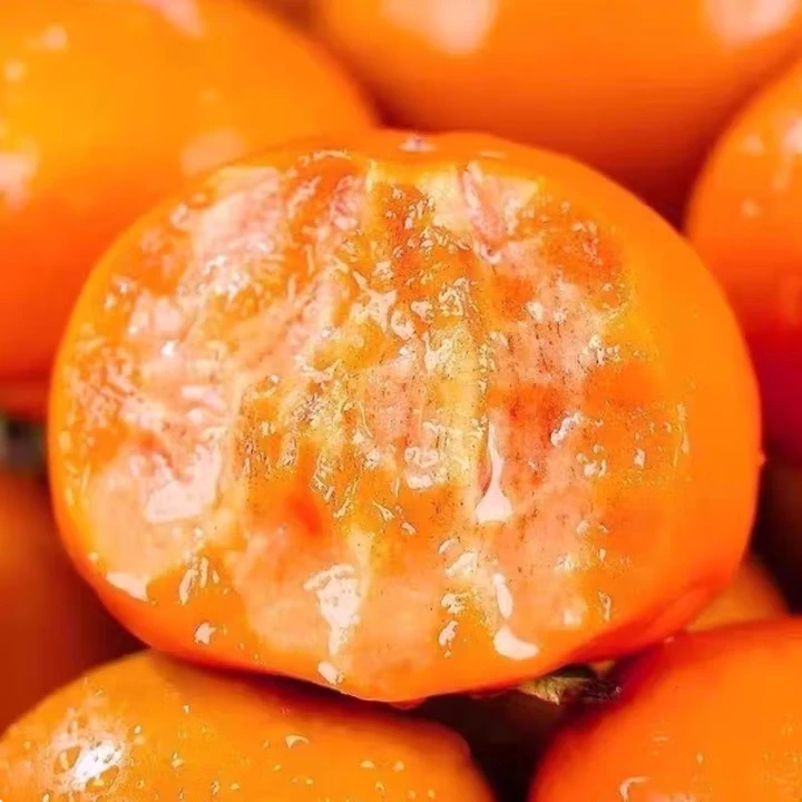 正宗阳丰巧克力脆柿当季柿子新鲜现摘清甜可口脆甜不涩的坏果包赔