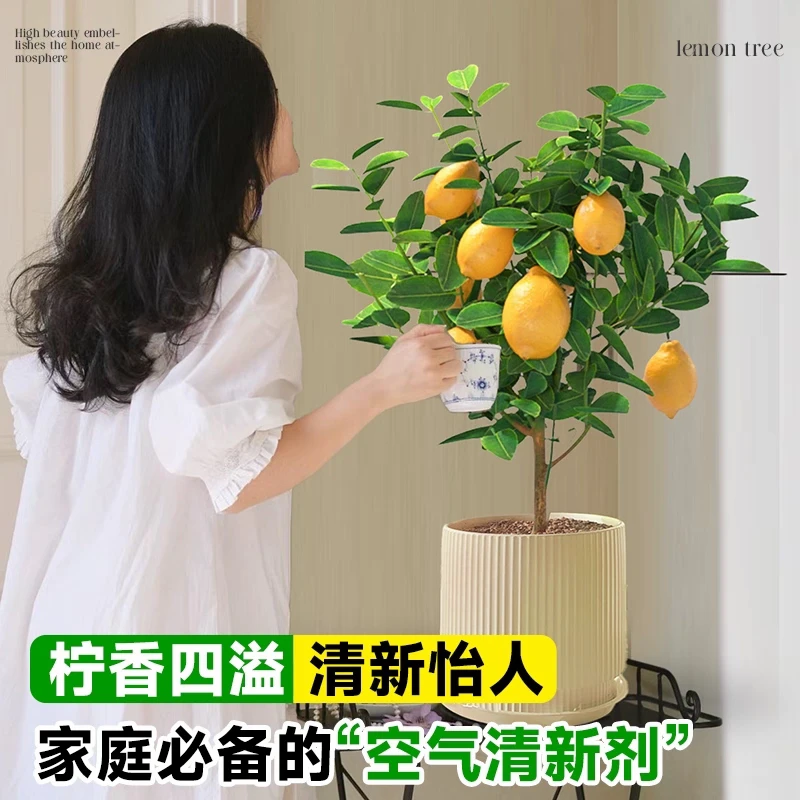 【带果发货】广西香水柠檬树苗盆栽地栽阳台庭院均可种植四季开花