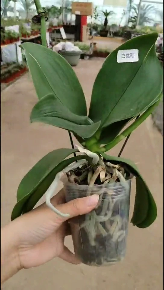 当前无花栽培后可以开花白优雅开品 闪购