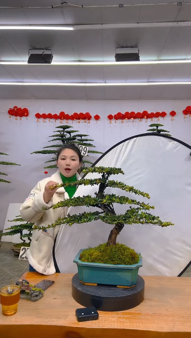 【闪购商品】盆景1