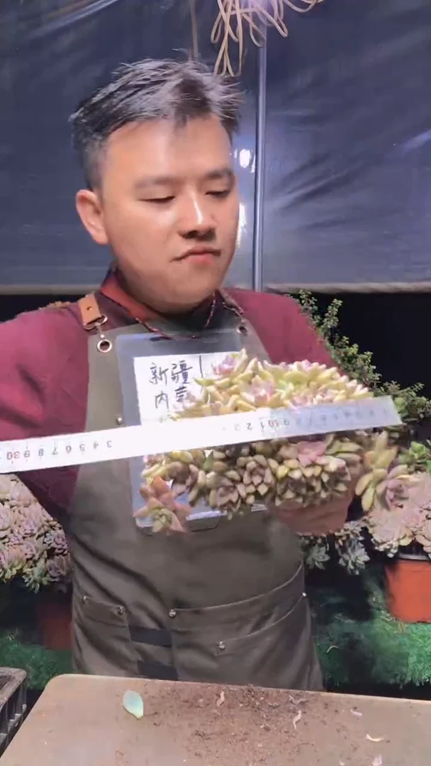 163淡雪缀化一物一拍