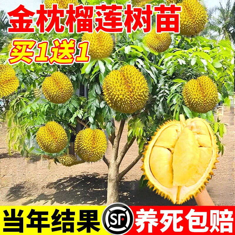 金枕榴莲树果苗南北方种植猫山王耐寒嫁接盆栽地栽广西正宗果树苗