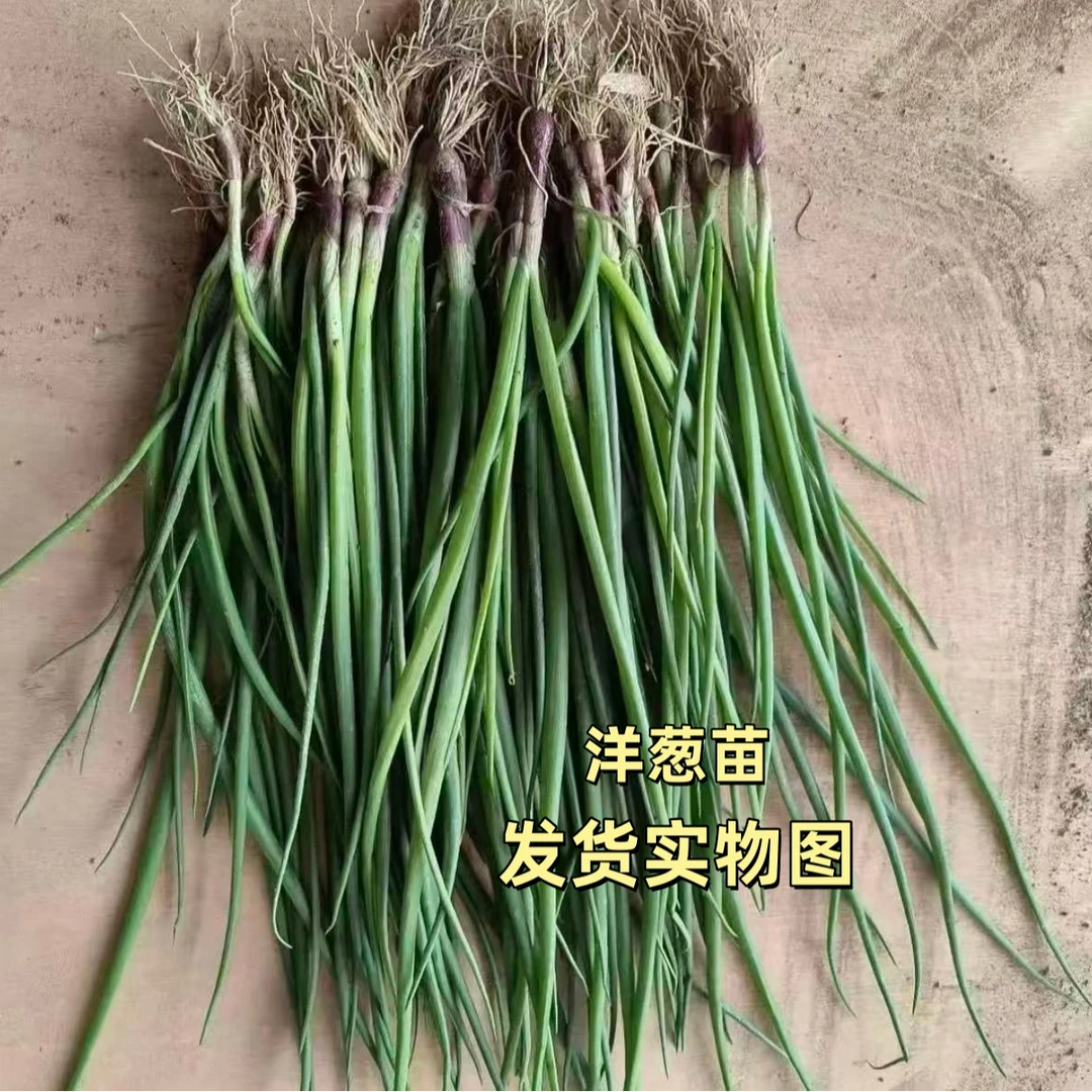 洋葱秧苗优质水果洋葱种苗栽苗高桩洋葱苗圆葱头基地实发