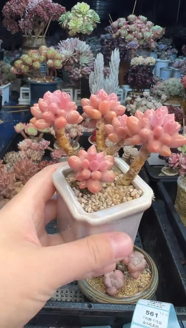 【闪购商品】559不带盆