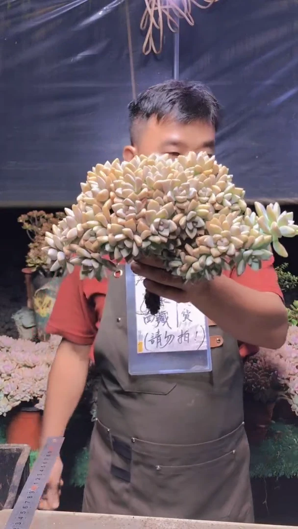 226淡雪缀化一物一拍