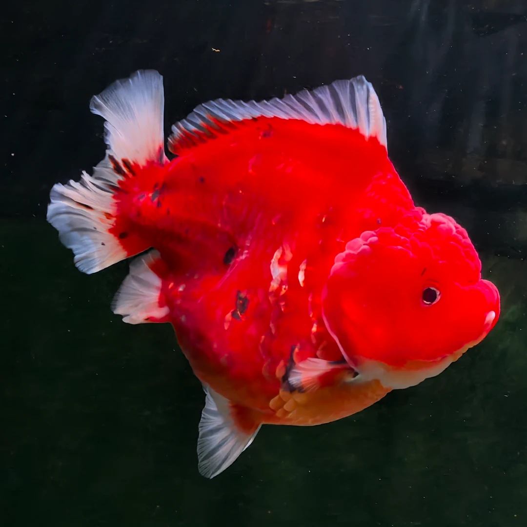 粤鱼无数精品原泰 500-1000 以直播间售卖为准