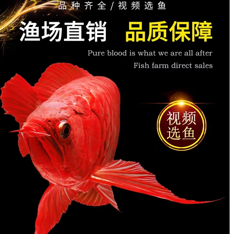 印尼大湖红龙大鳍大尾正红发色原生鱼种绿皮辣椒超血红龙鱼活体鱼