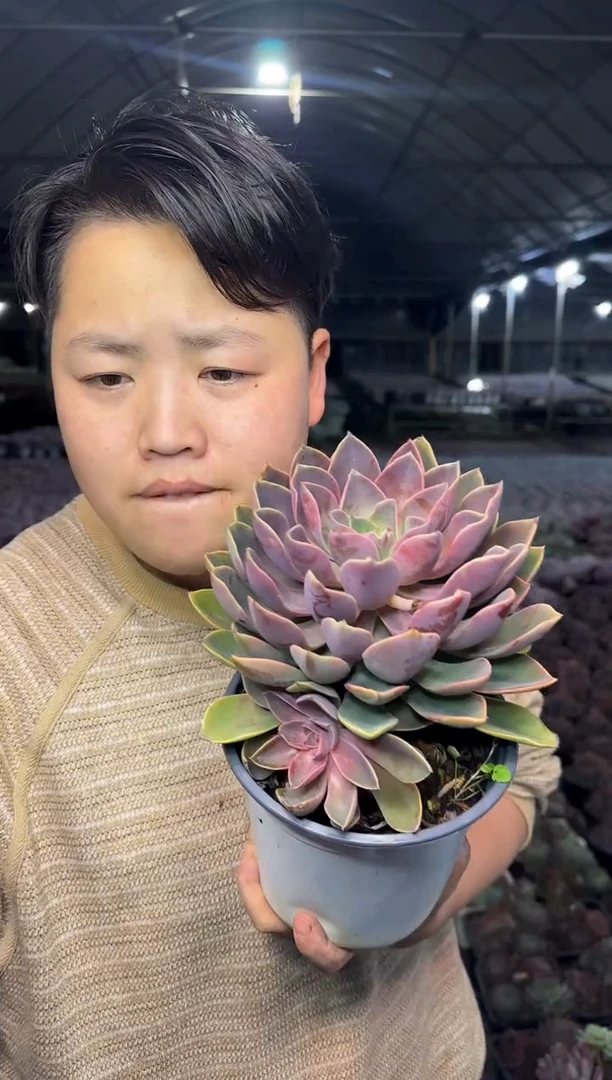 单头爆崽起琼斯4.99