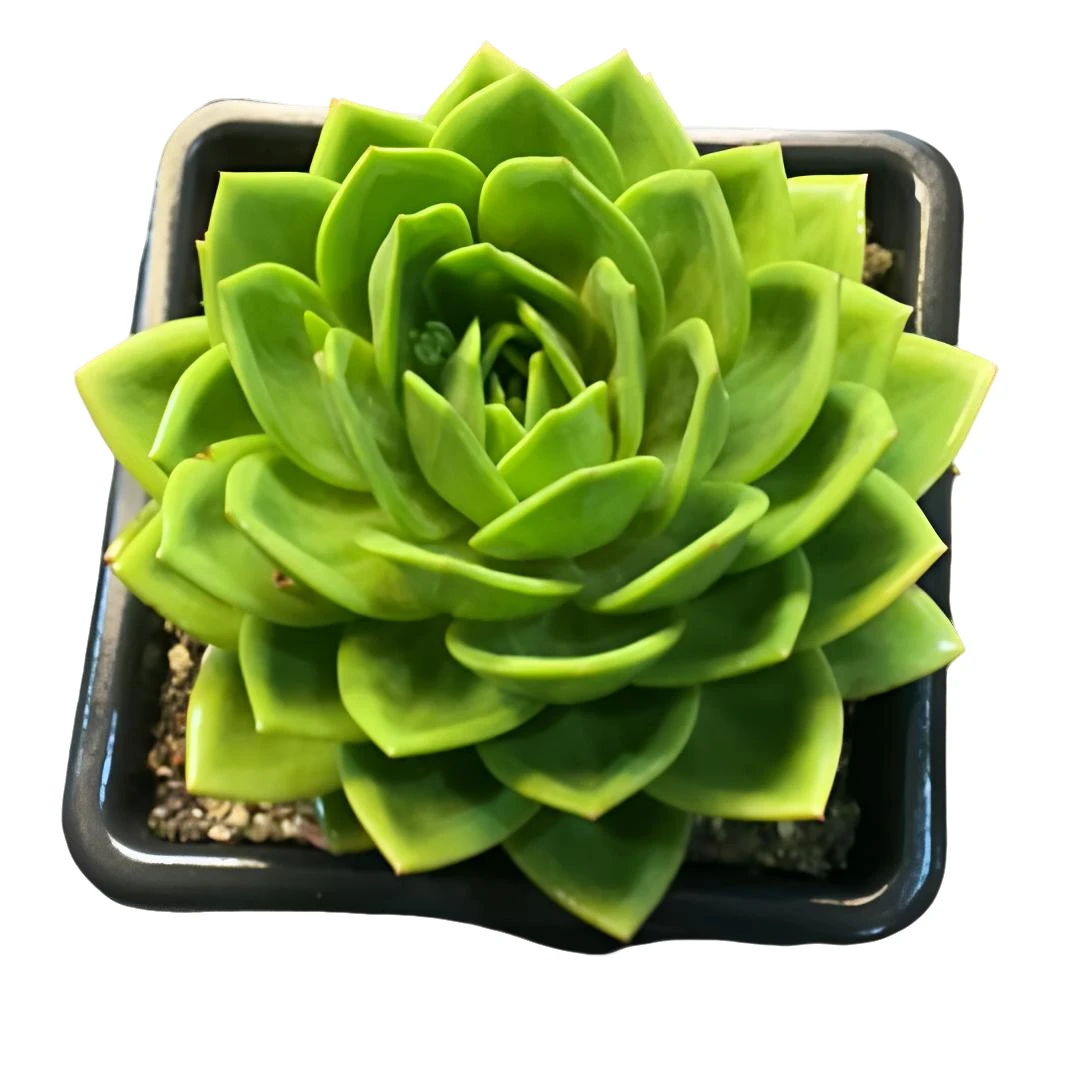 【翠花】（土球发货20cm）绿色老桩精品盆栽控养单头造型多肉