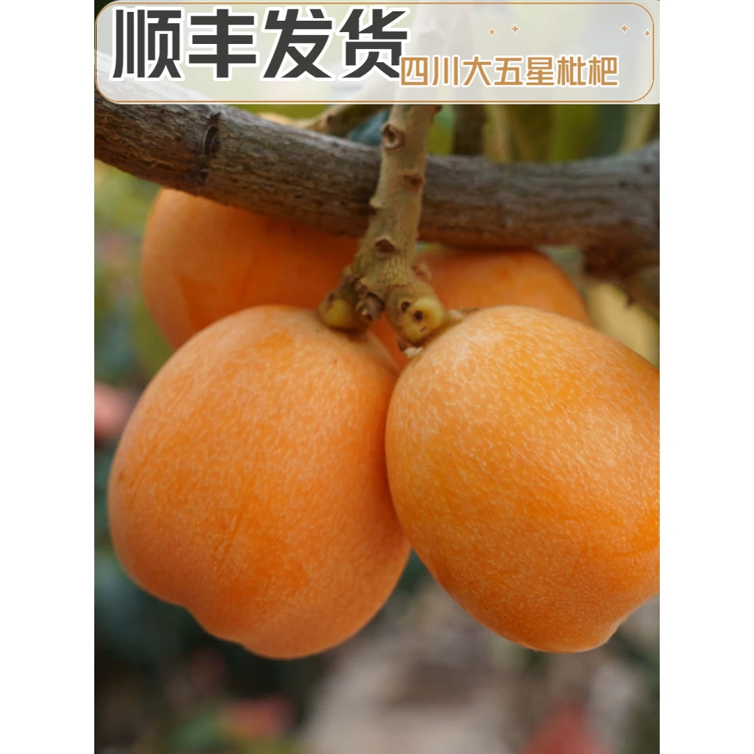 【顺丰速运】新鲜四川大五星高山甜枇杷大果净重5斤装
