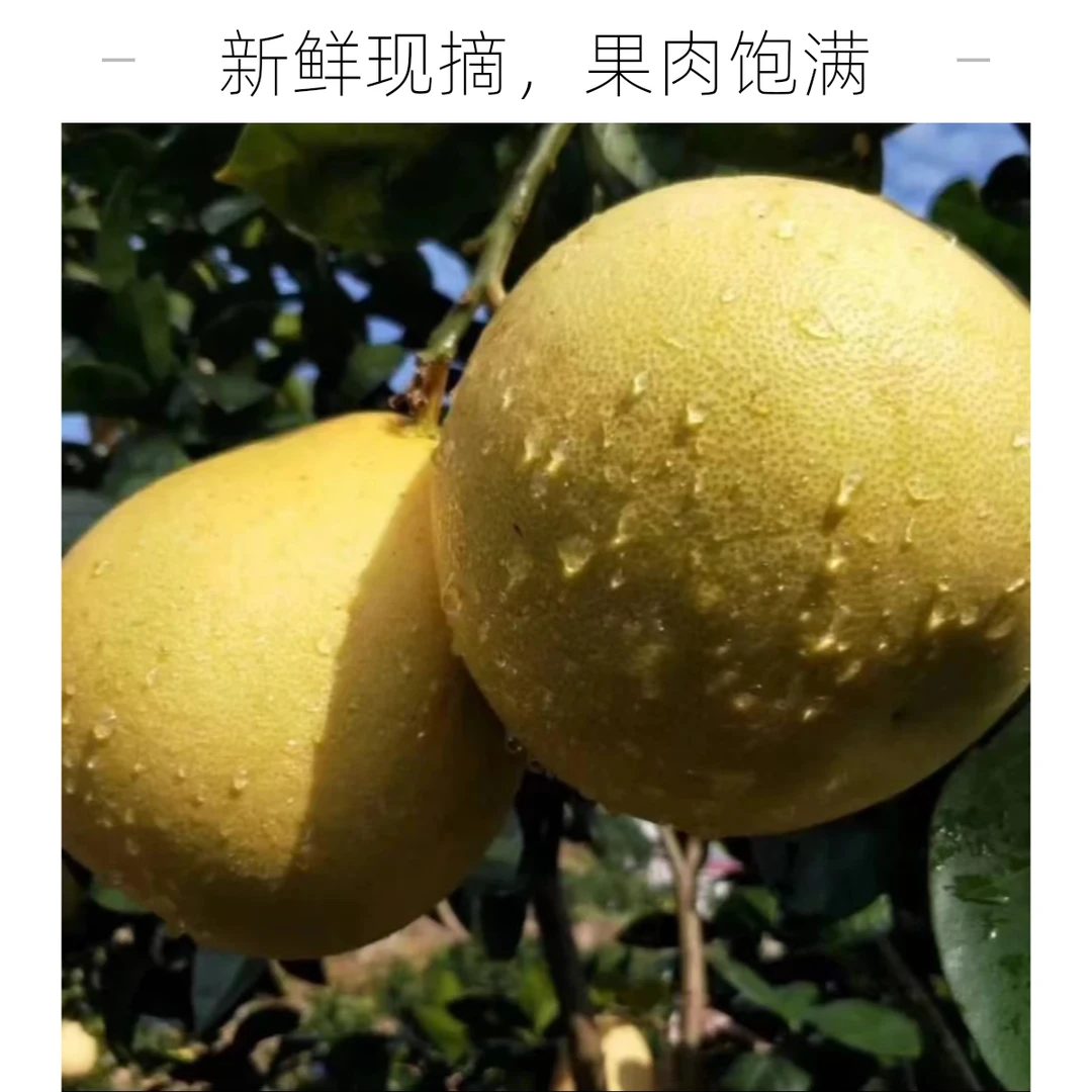 宣恩贡柚当季现采现发