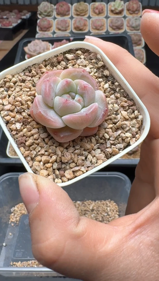 【闪购商品】098A号一物一拍多肉花卉植物拍3颗起发