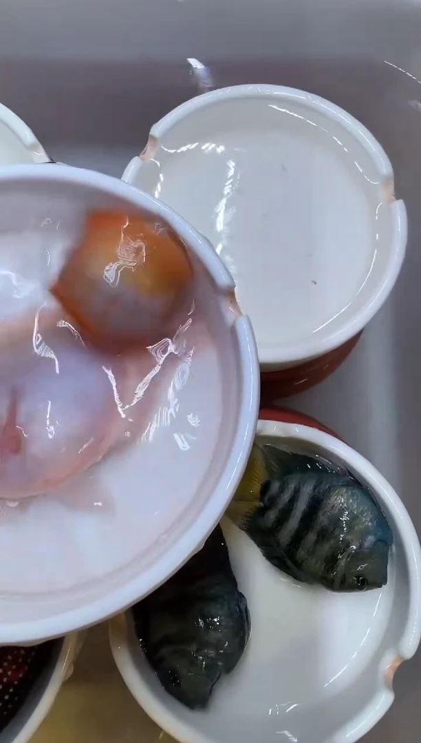 鹦鹉鱼一对胭脂粉