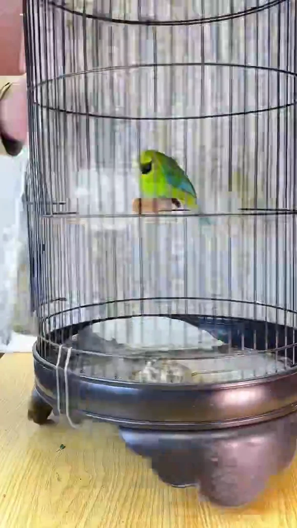 31号蓝翅养笼0元起拍