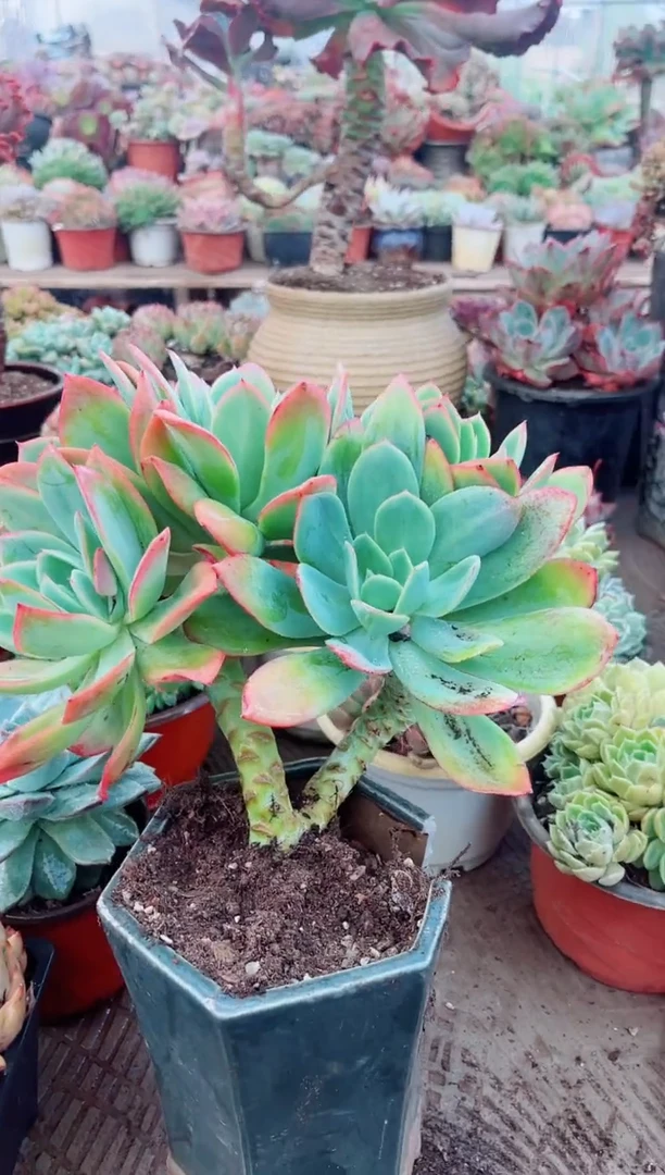 龙*07104多肉植物一物一拍