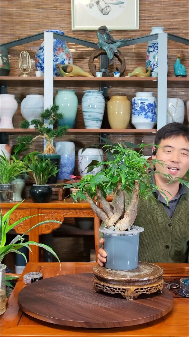 无花朵笨**笨水之韵水培发财树