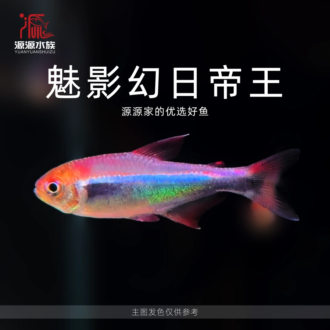 【源源水族】魅影幻日帝王灯鱼 热带小型观赏灯科鱼