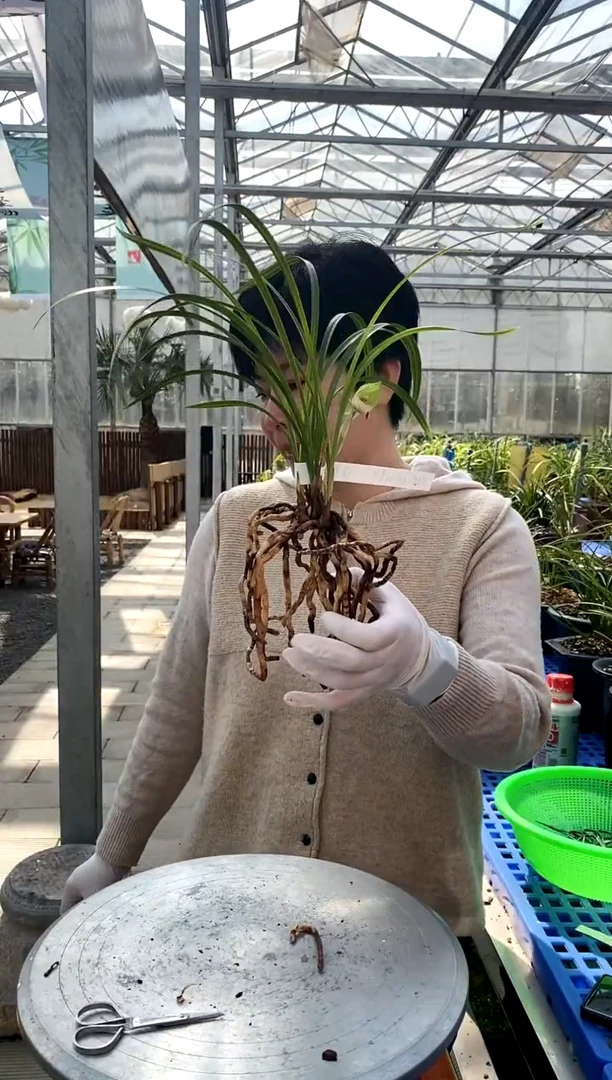 【闪购商品】大富荷，奕彤