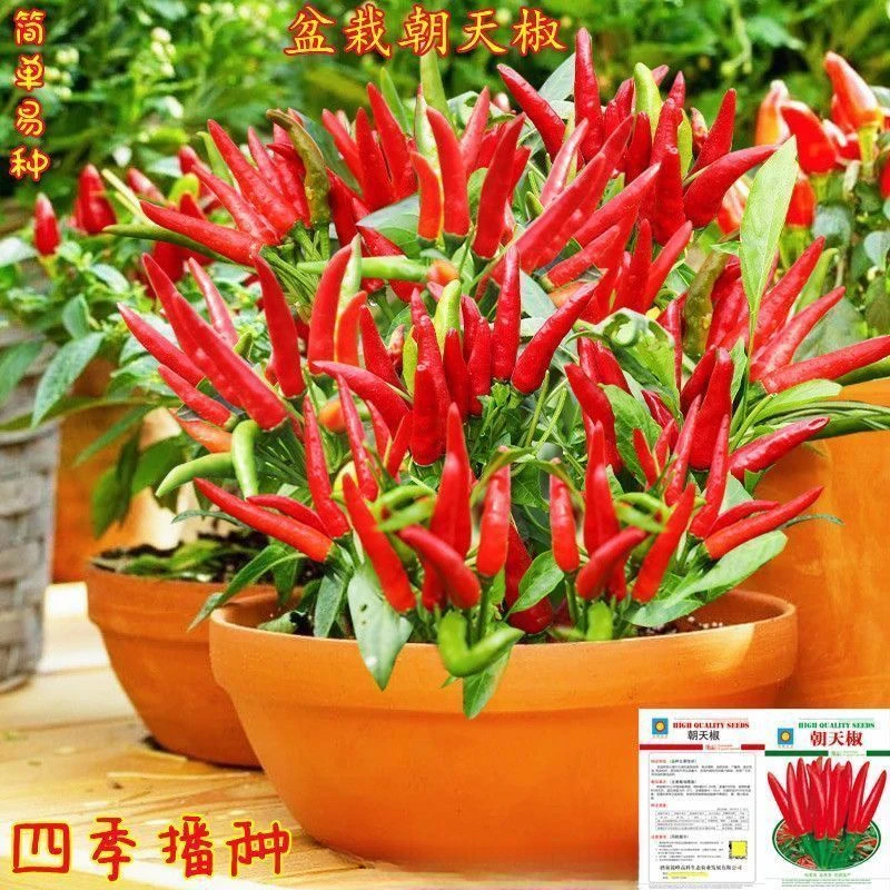 朝天椒种子高产超辣早熟小米辣种籽菜园蔬菜种阳台盆栽农家