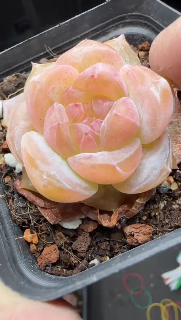 【闪购商品】一物一拍0120—189