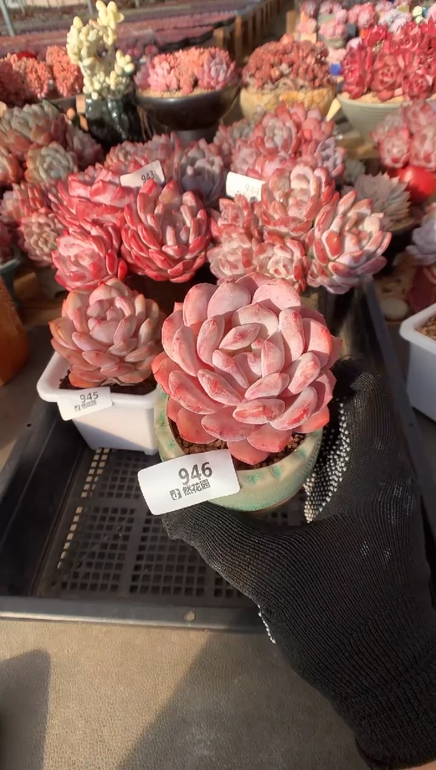 946日本雪天使多肉植物一物一拍