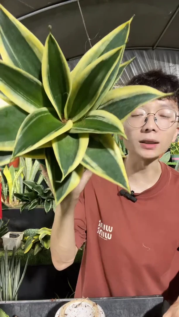 宝塔金荷花带13厘米盆土18.8