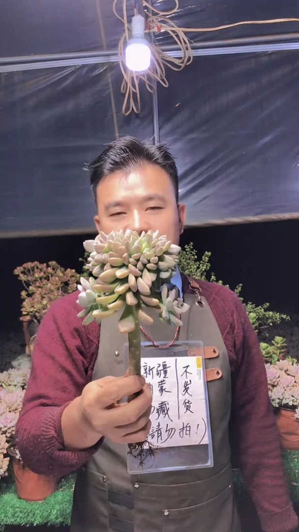 164淡雪缀化一物一拍
