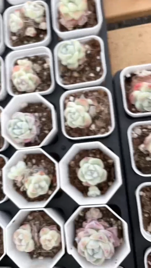 【闪购商品】737一盘多肉