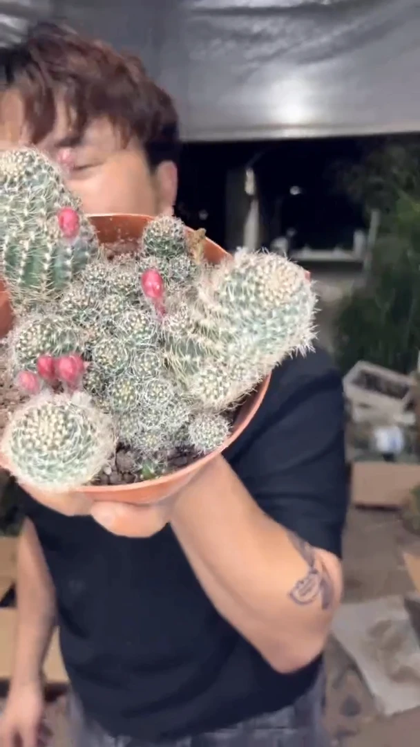 方便面 丽花【带根】8-10cm