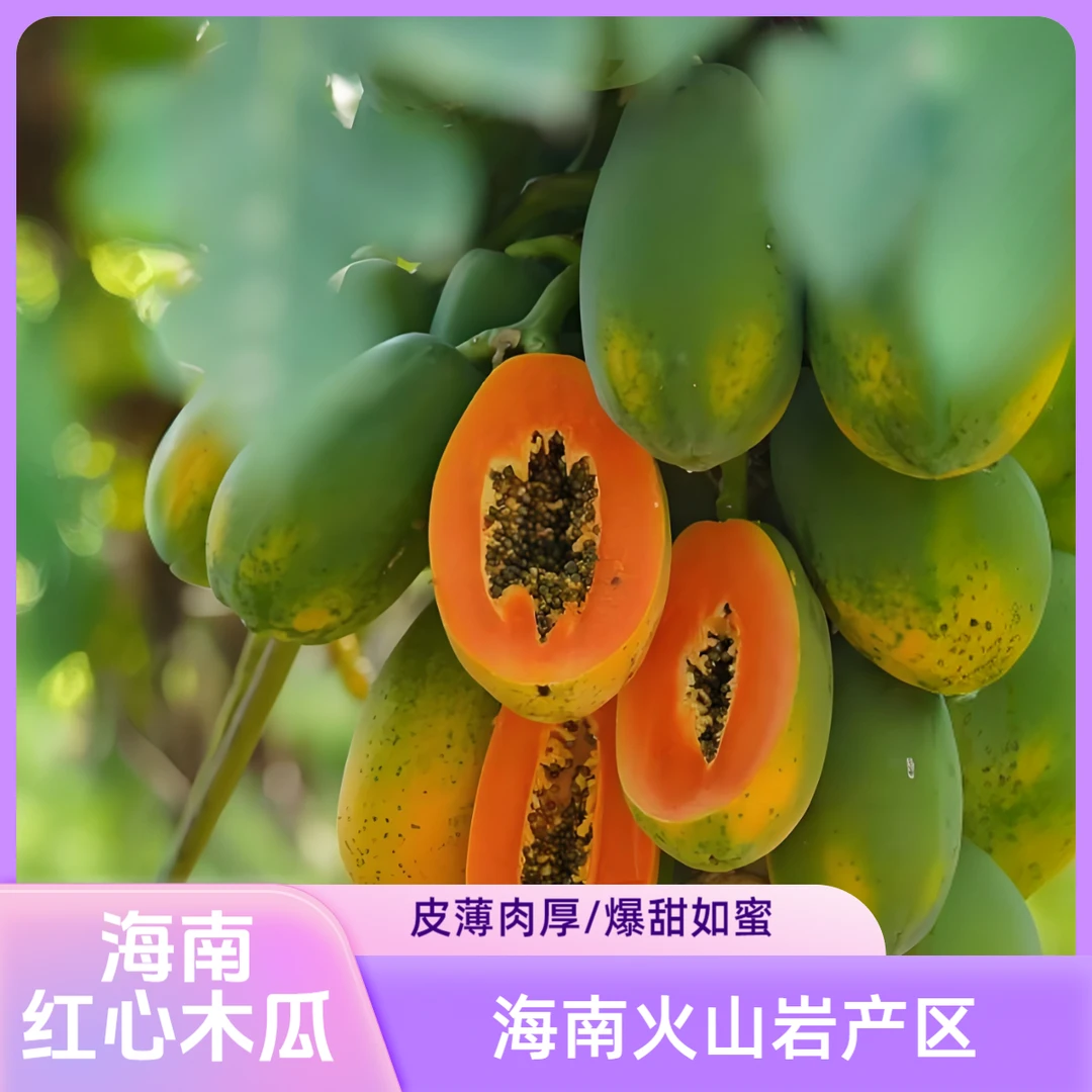 海南红心木瓜冰糖心牛奶木瓜树上自然熟应季新鲜水果清甜细腻