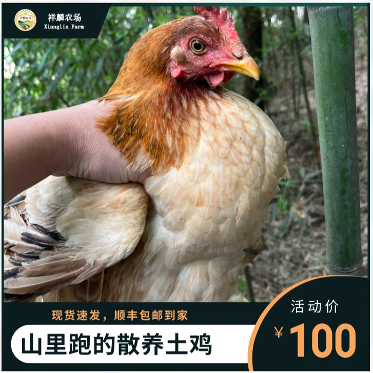 杭州建德农家散养土鸡走地鸡跑山鸡新鲜现杀顺丰包邮