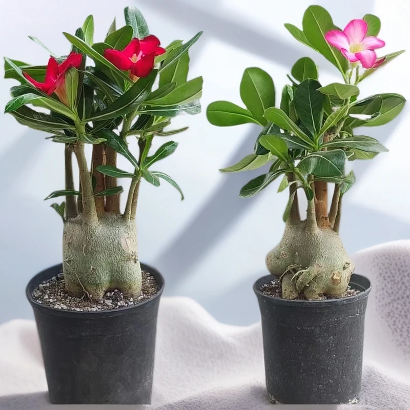 沙漠玫瑰花 带盆带土 原生 一年四季开花 耐旱直播间实物