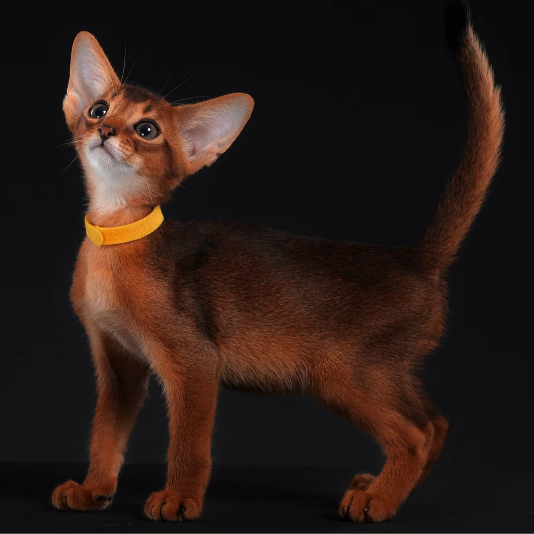 精品纯种阿比西尼亚猫宠物猫幼猫活体专拍链接