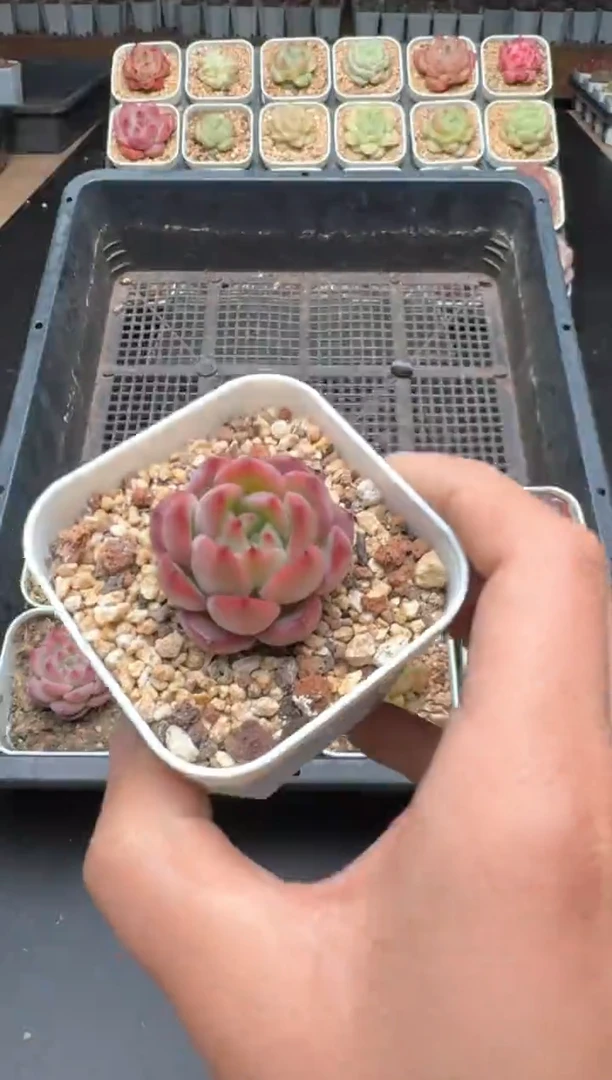 【闪购商品】003C物拍多肉带盆土6.5杯拍3颗包柚