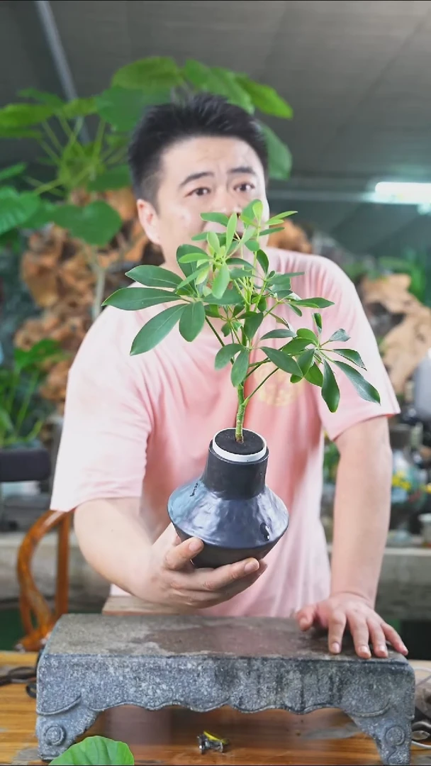 完全开放鸭掌木267T