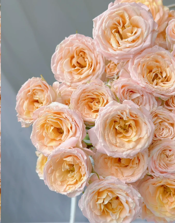 【玫瑰】杏花雨 任三单顺丰空运包邮鲜切花家居花店插花年宵花