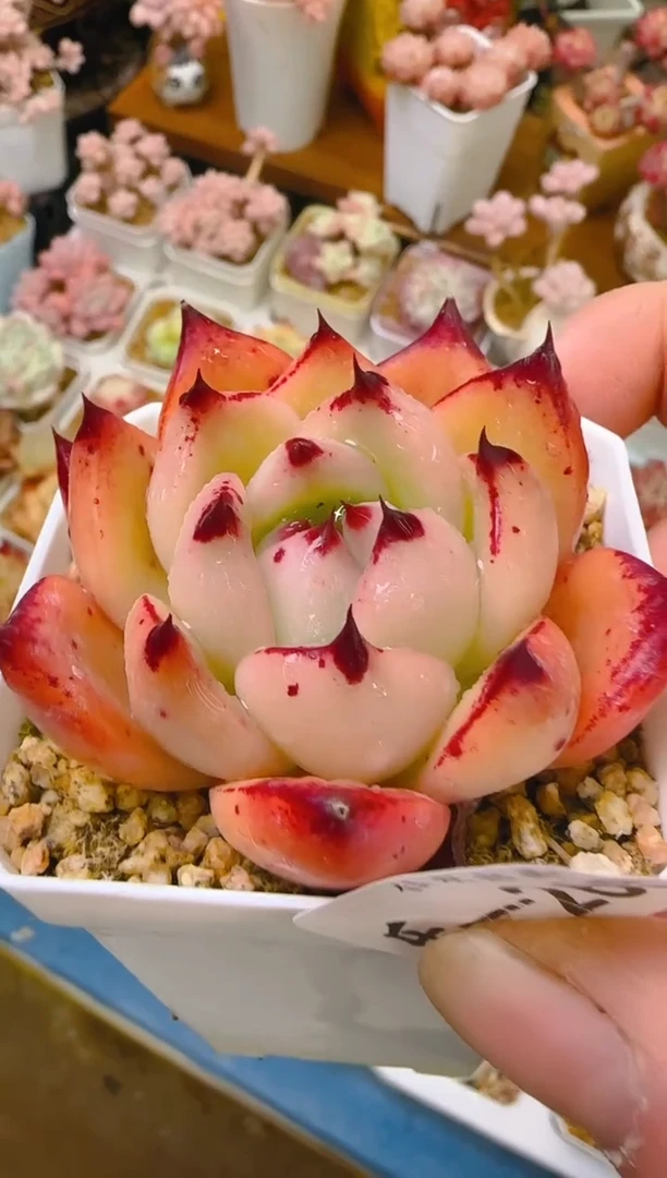 【闪购商品】优—265—仙农（东云）