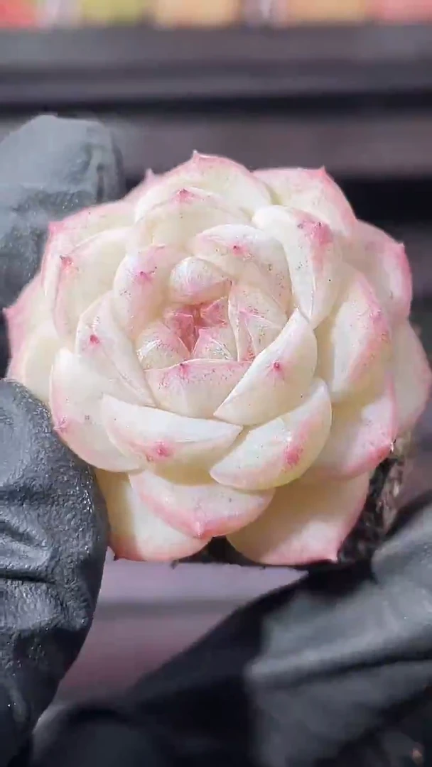 36-39 桃系新珍妮2-3厘米量拍发一颗