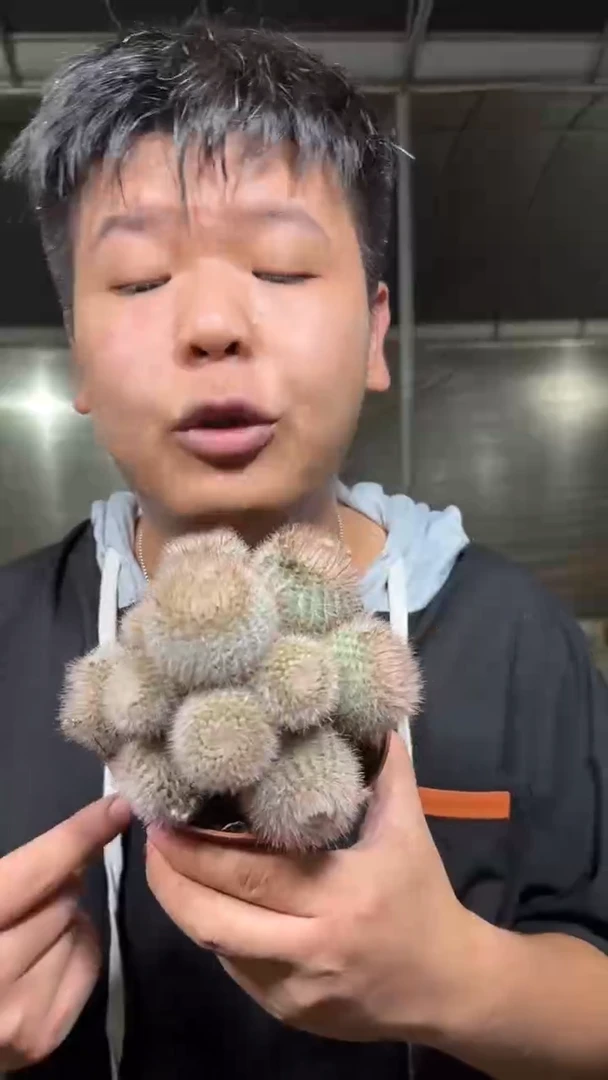 红芙蓉 群生【带根】9-12cm