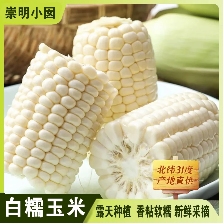 【现摘现发】生态岛 时令白糯玉米 3-10斤软糯香甜 新鲜采摘 基地直发 顺丰到家上海市