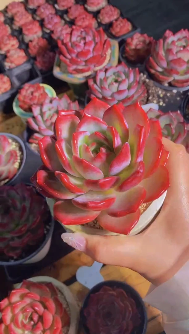 A382-母本夜魔侠10cm脱土发（量拍