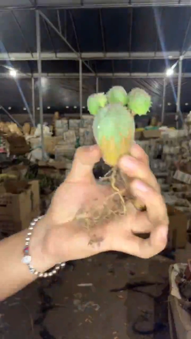 布纹球  【实生根】