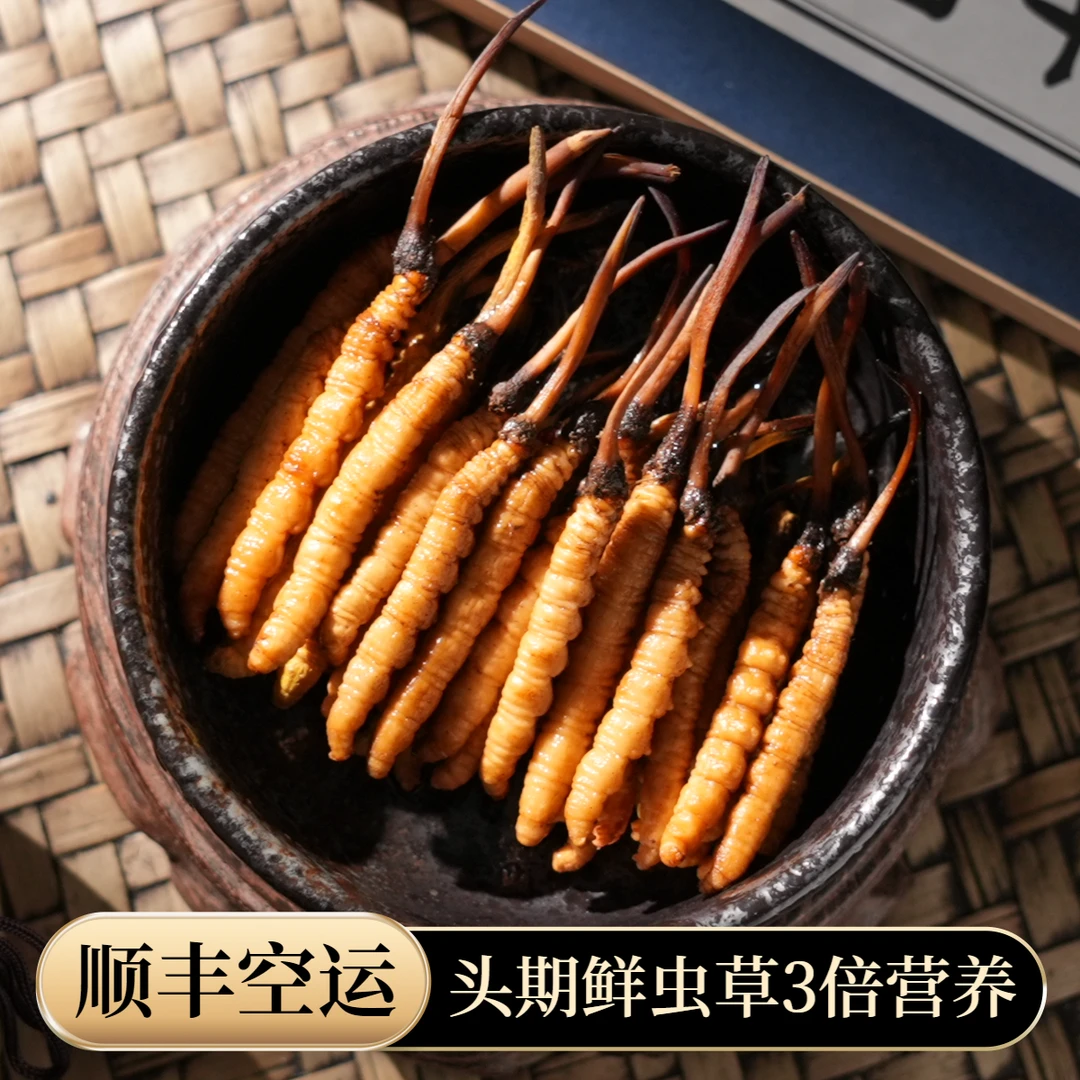 【央吉专属】1.3-1.5克/根100根 2025头期新鲜冬虫夏草滋补食用