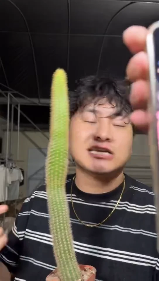 3颗 单头 双色金妞【带根】